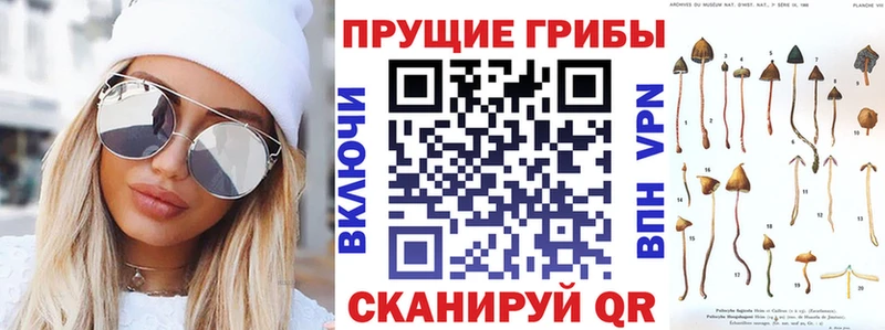 Псилоцибиновые грибы Cubensis  Строитель 